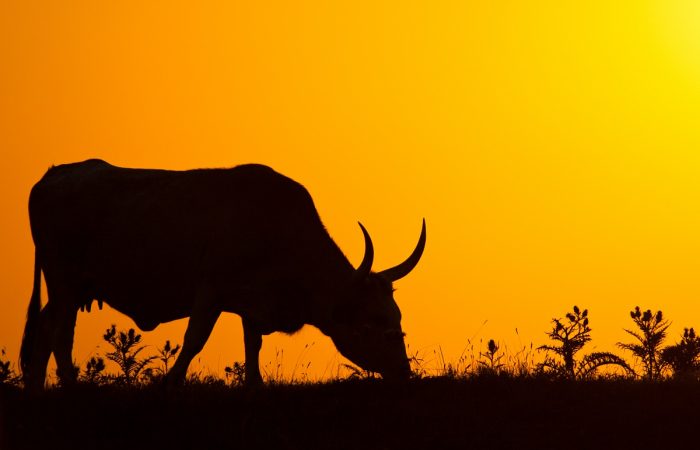 Agriturismo Maremma Vacca Maremmana