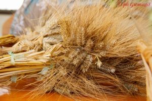 agriturismo-maremma-grano